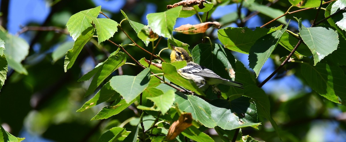 hemlokkparula - ML640477524