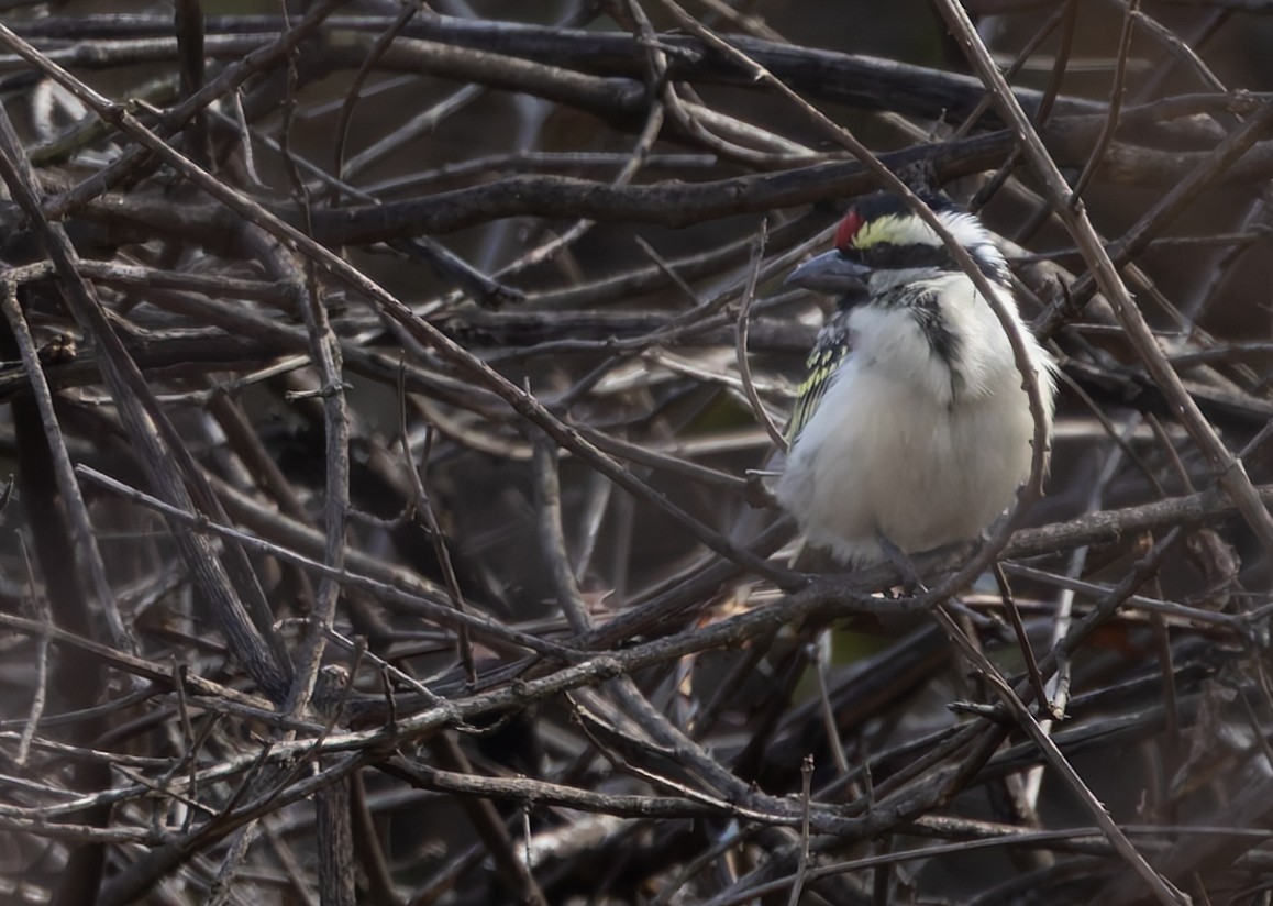 Rotstirn-Bartvogel - ML640477527