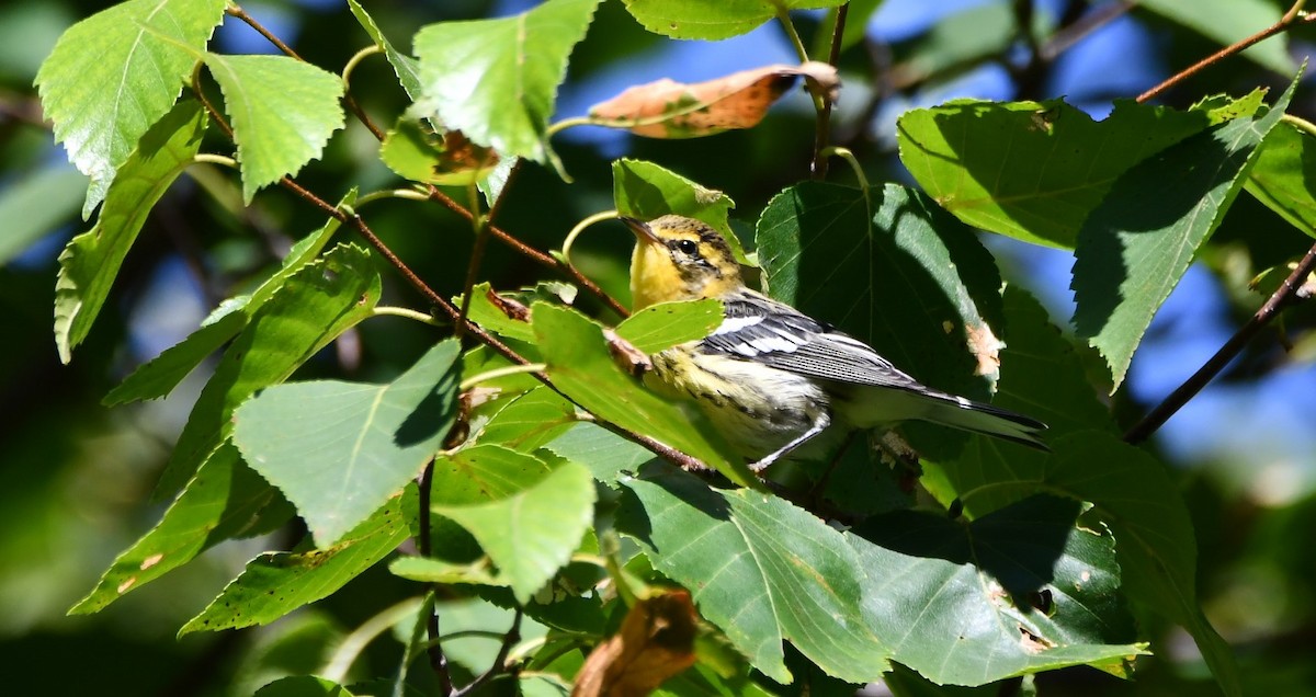 hemlokkparula - ML640477532