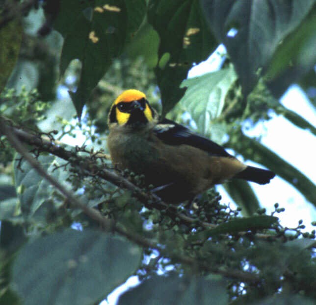 Flame-faced Tanager - ML640477573
