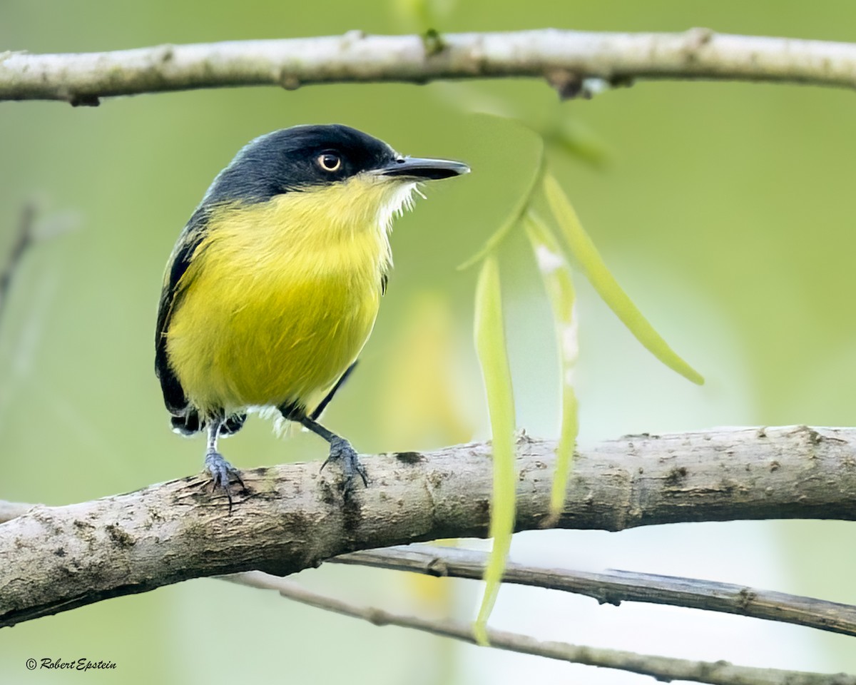 Common Tody-Flycatcher - ML640477586