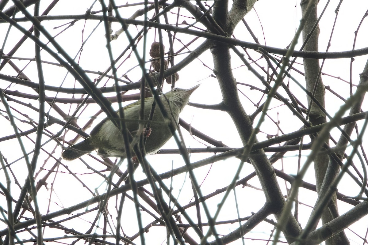 Gray Longbill - ML640477788