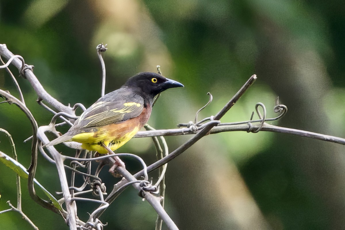 Weyns's Weaver - ML640477794