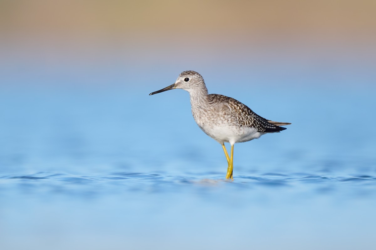 Lesser Yellowlegs - ML640477798