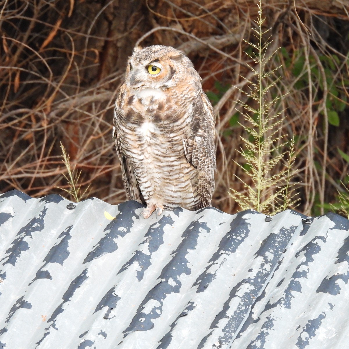 Great Horned Owl - ML640477801
