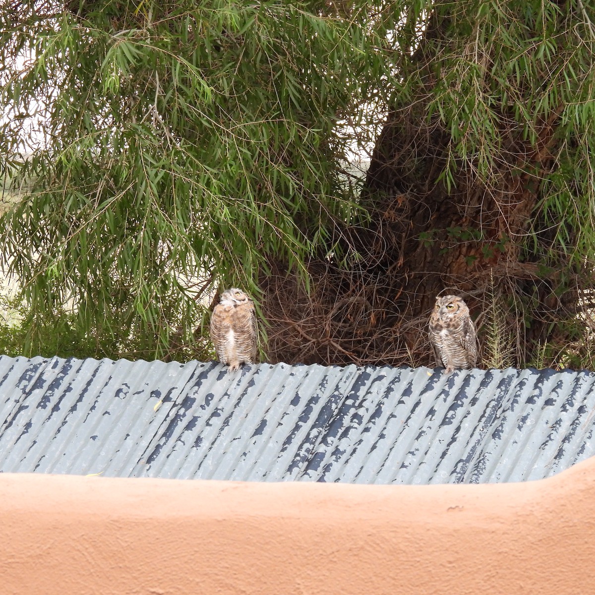 Great Horned Owl - ML640477802