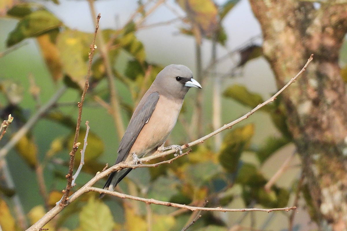 Ashy Woodswallow - ML640477803