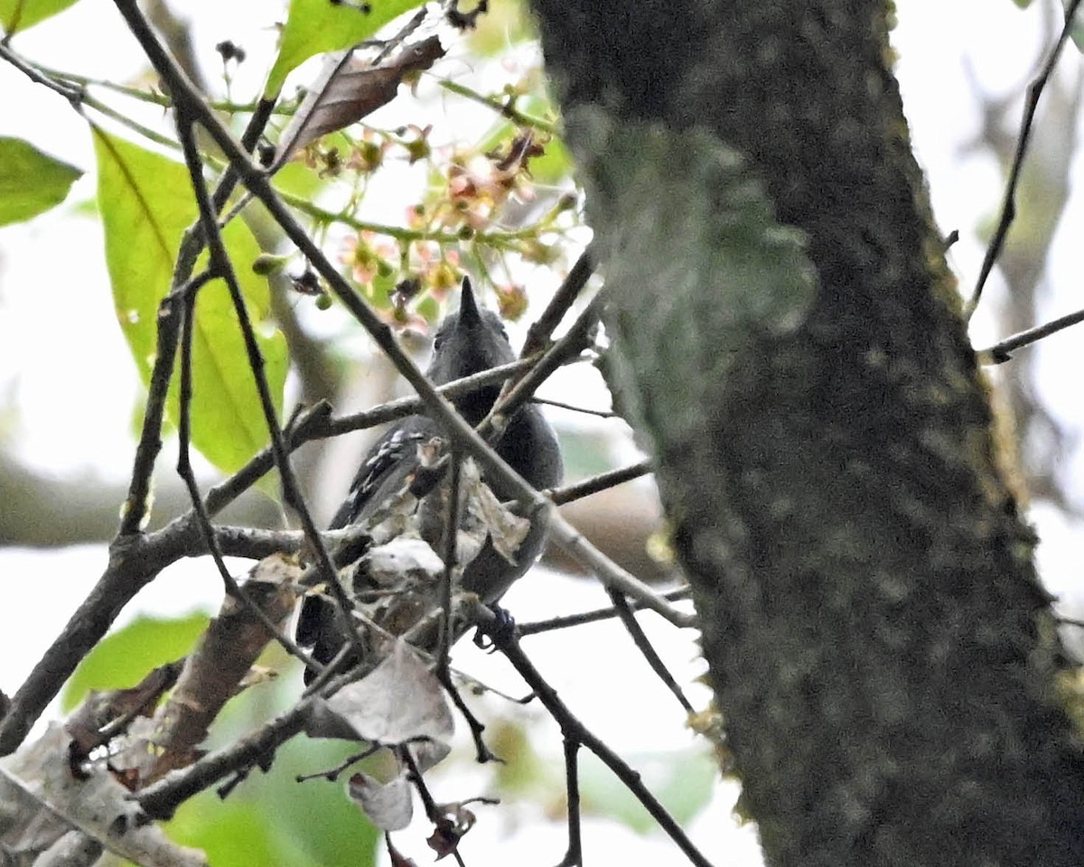 Gray Antwren - ML640477955