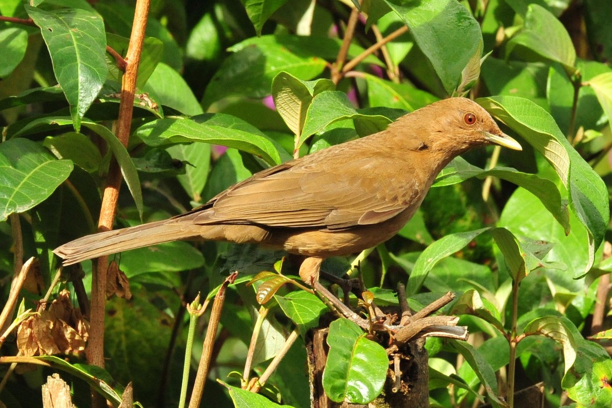 Clay-colored Thrush - ML640478045