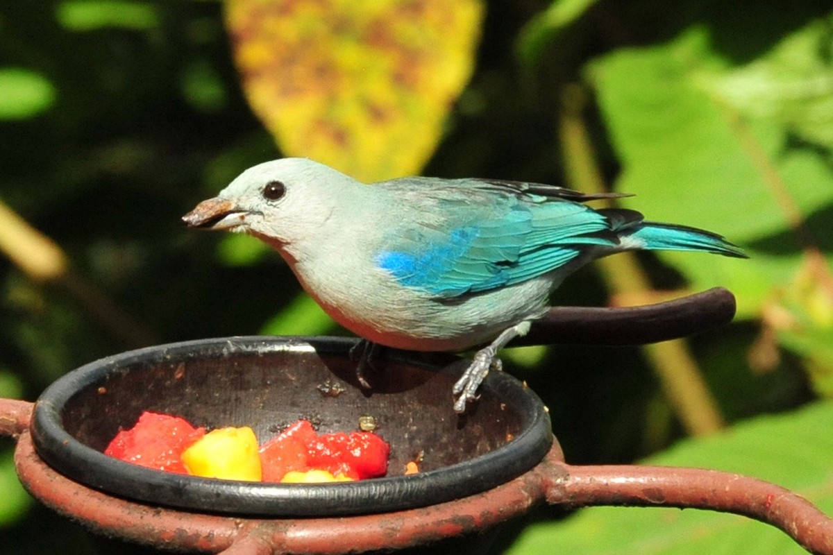 Blue-gray Tanager - ML640478056