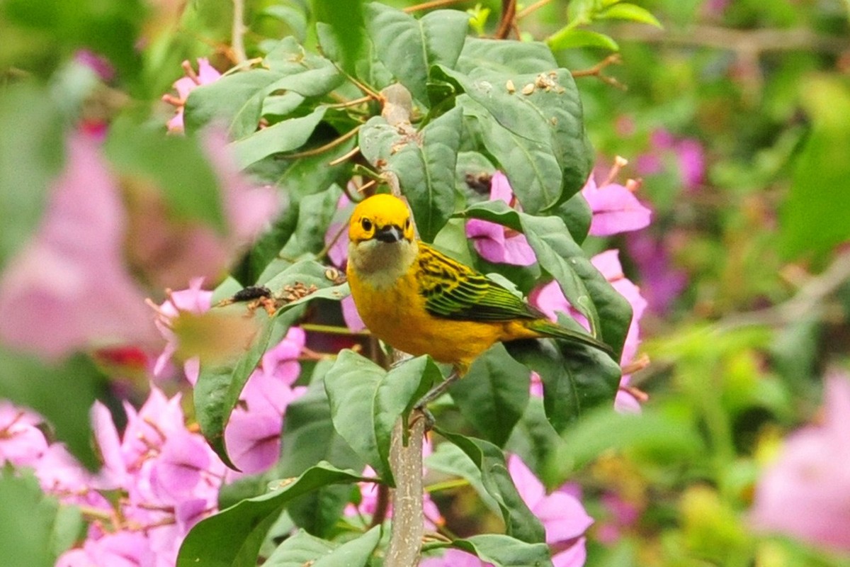 Silver-throated Tanager - ML640478072
