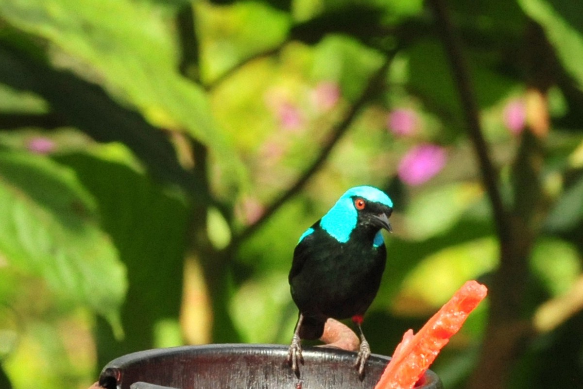 Scarlet-thighed Dacnis - ML640478088