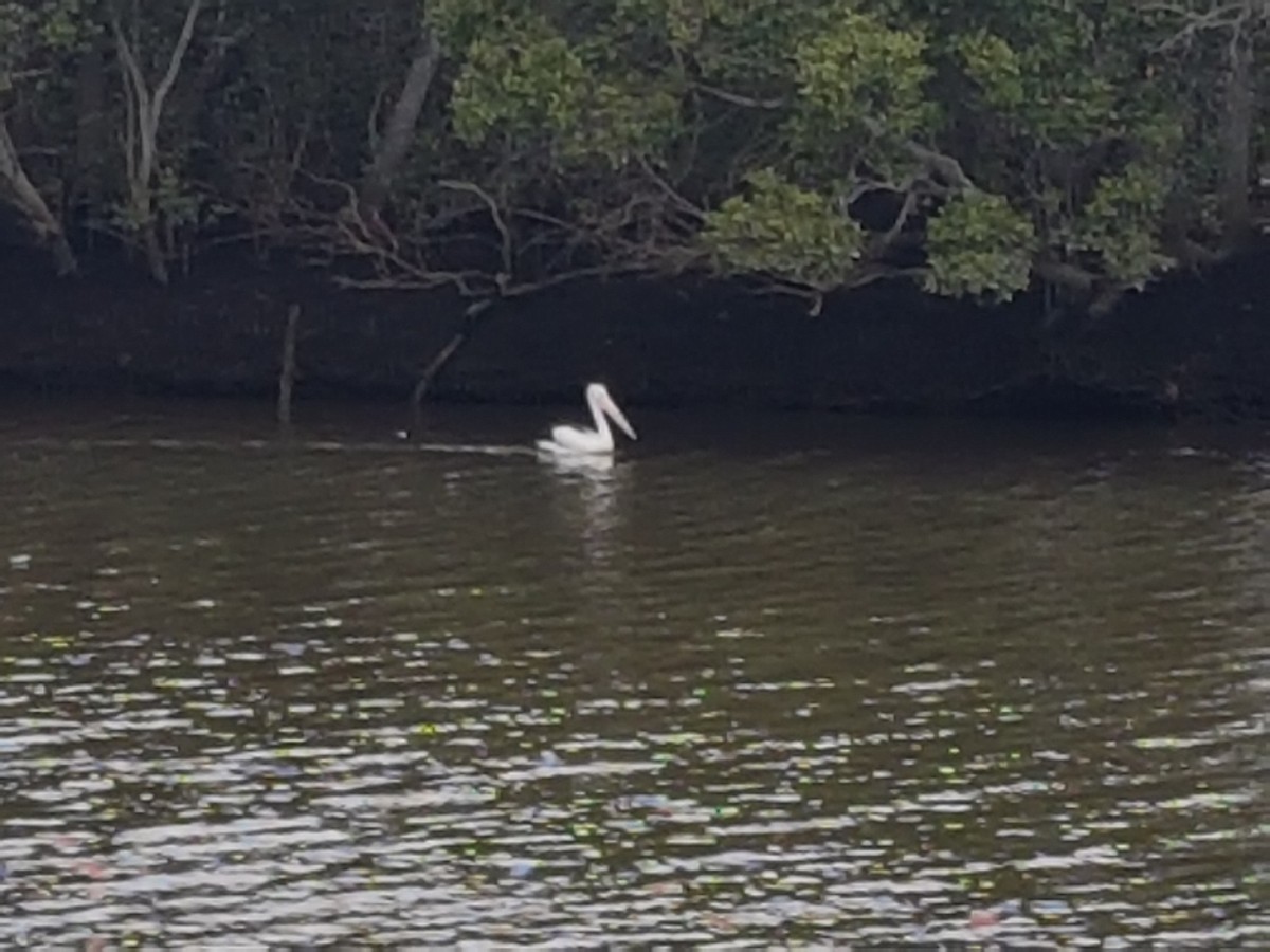 Australian Pelican - ML640478108