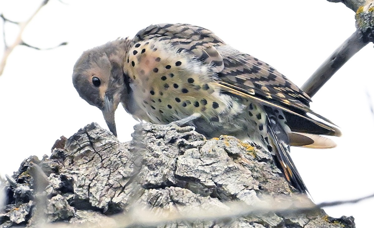 Northern Flicker (Yellow-shafted x Red-shafted) - ML640478110