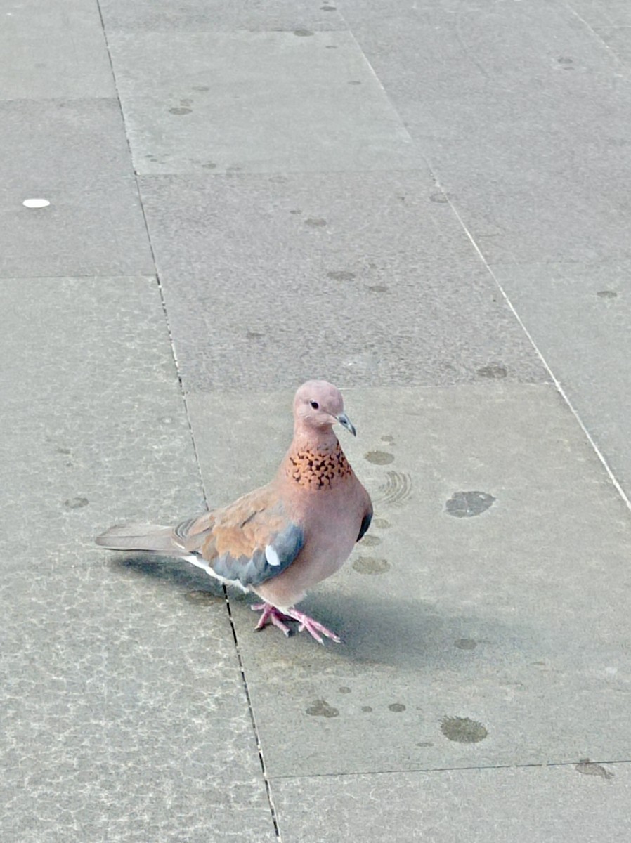 Laughing Dove - ML640478118