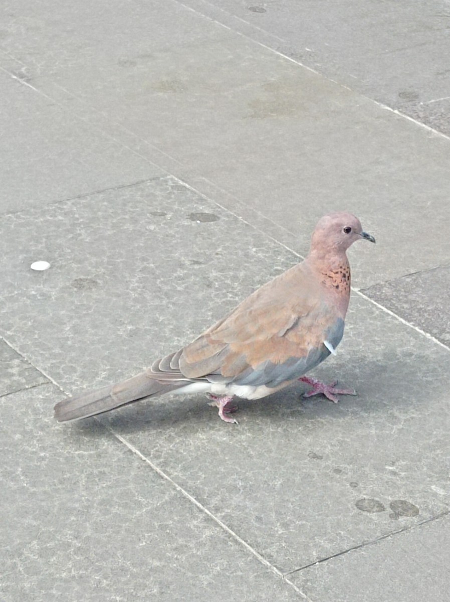 Laughing Dove - ML640478129