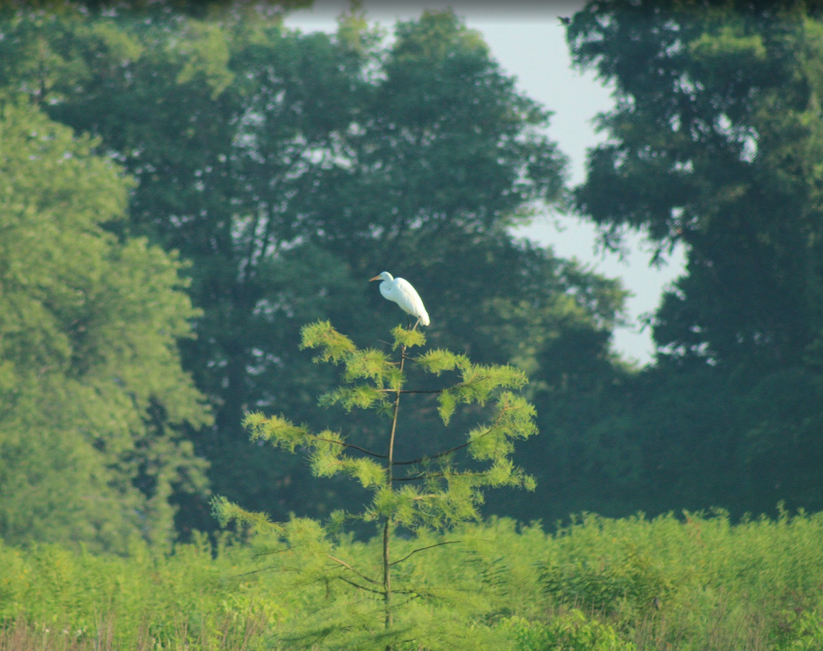 Great Egret - ML640478148