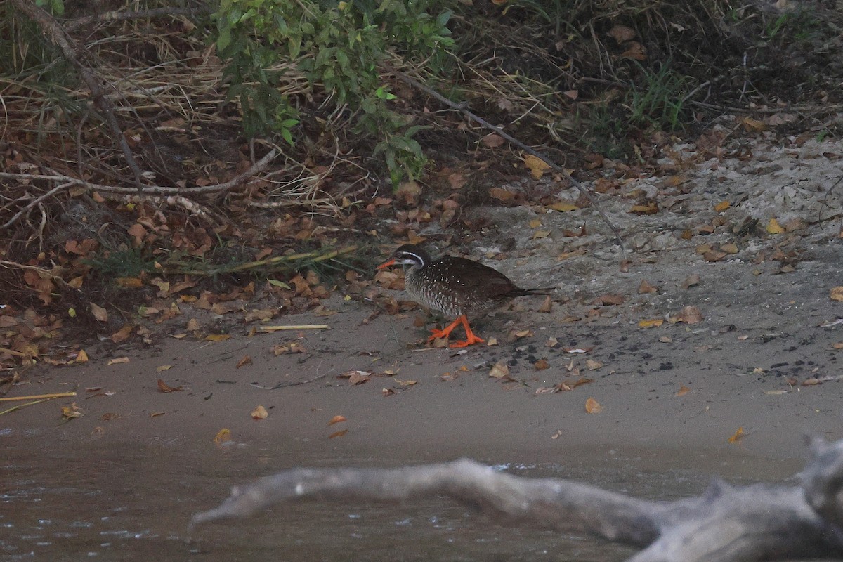 African Finfoot - ML640478149