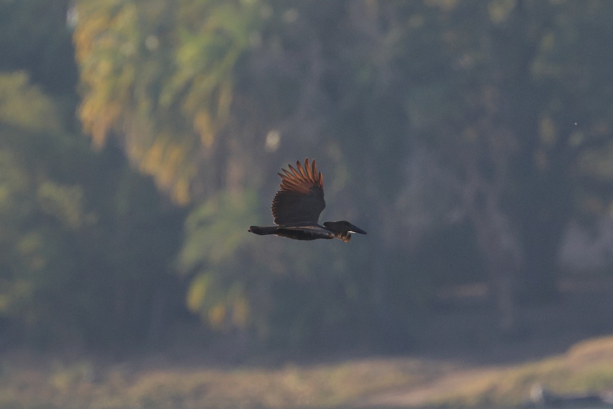 Hamerkop - ML640478158