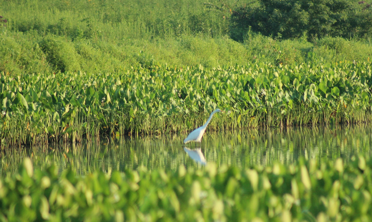 Great Egret - ML640478173