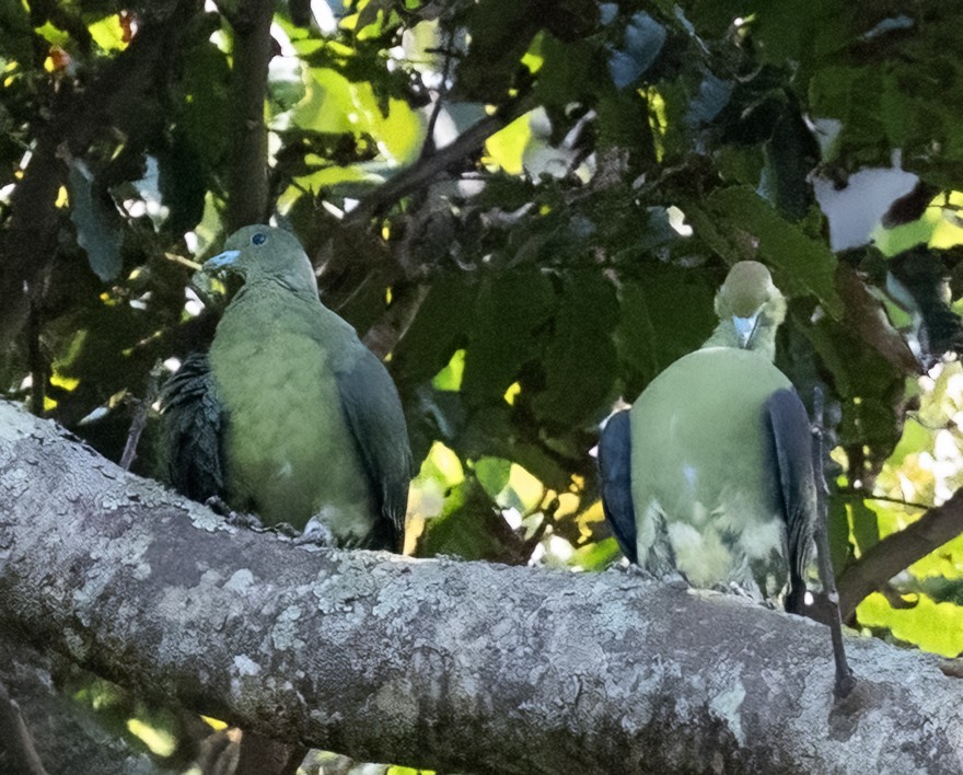 Whistling Green-Pigeon (Taiwan) - ML640478194