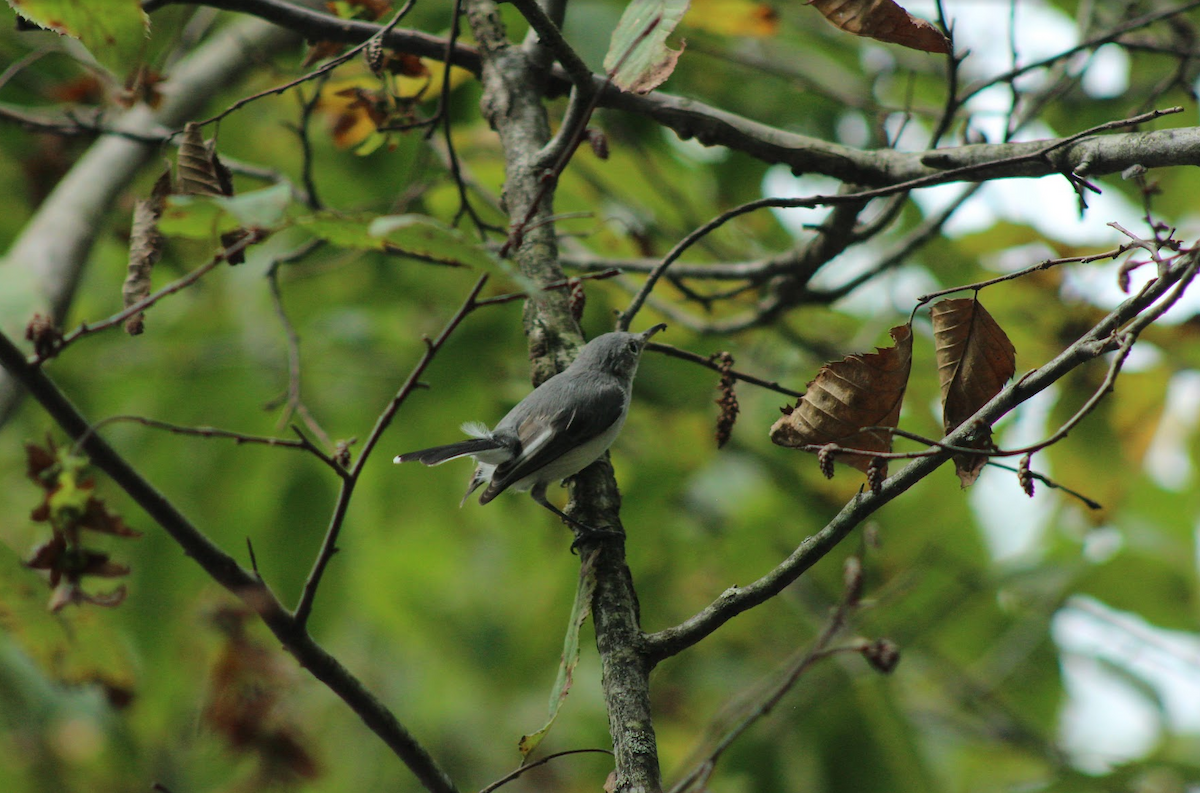 Blue-gray Gnatcatcher - ML640478211