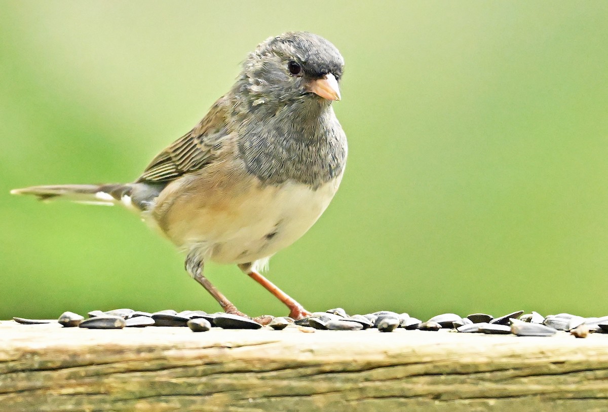 vinterjunko (cismontanus) - ML640478216
