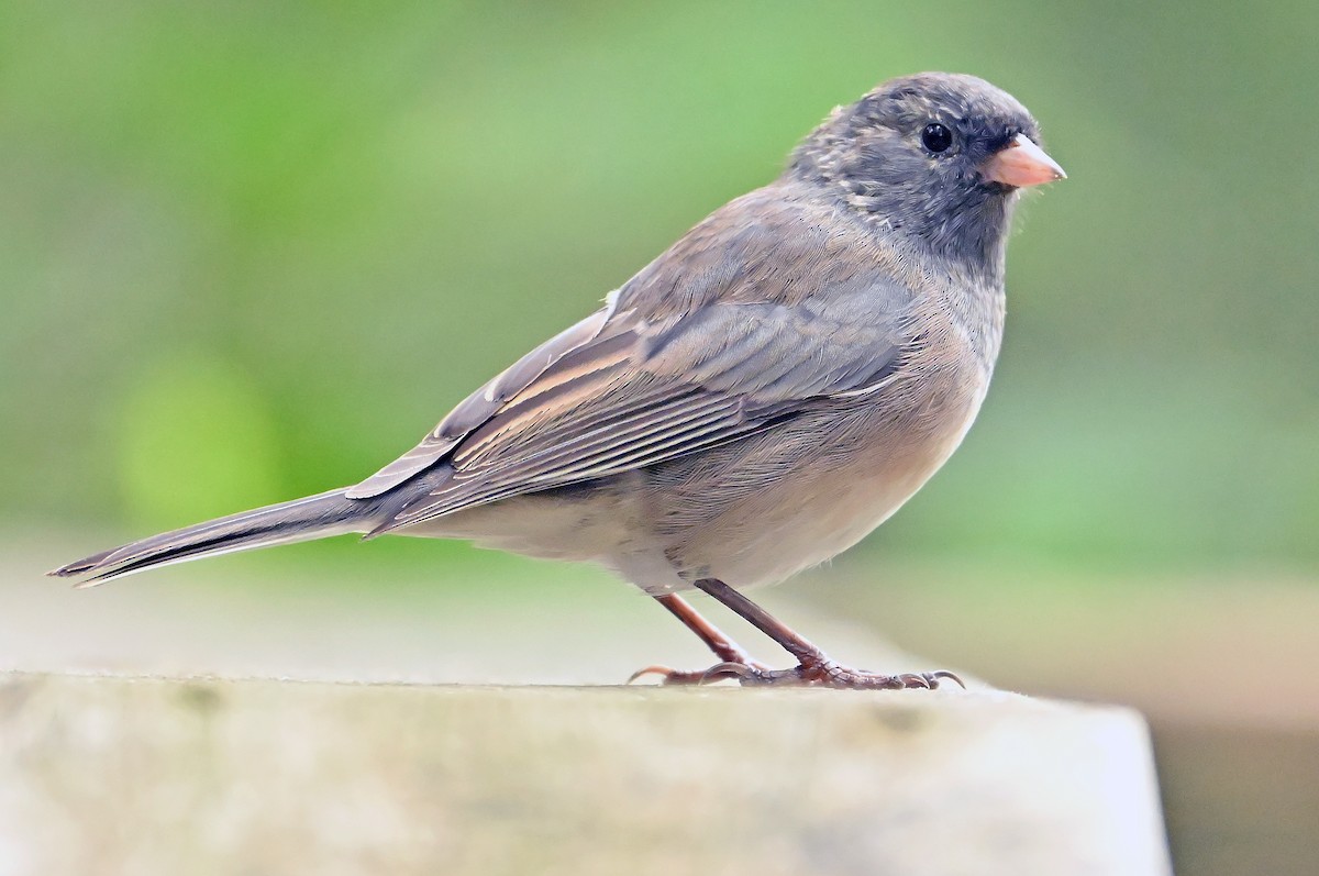 vinterjunko (cismontanus) - ML640478219