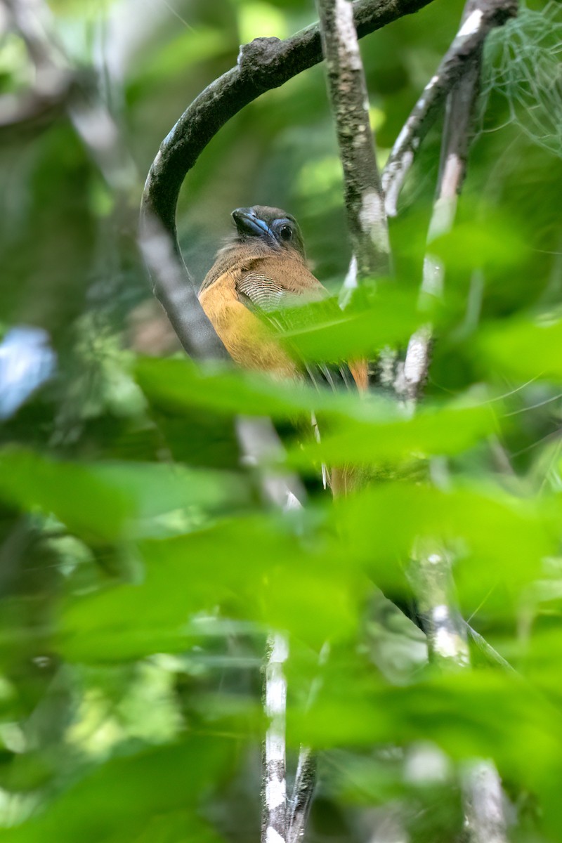 Red-naped Trogon - ML640478224