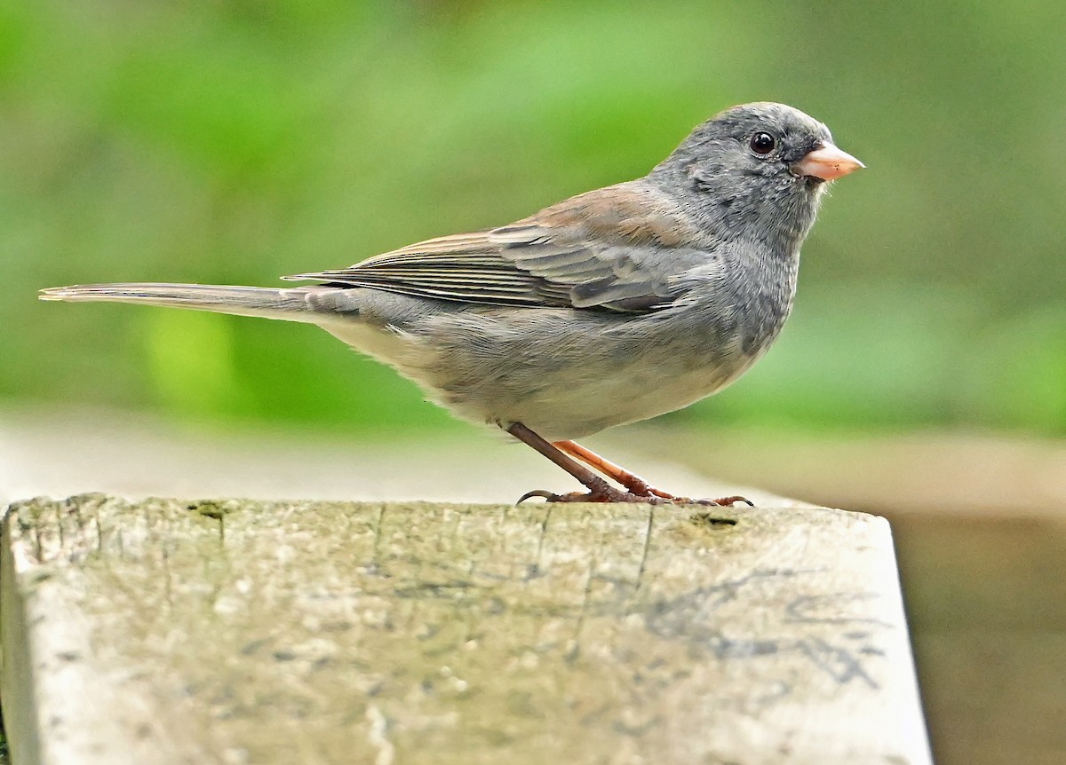 vinterjunko (cismontanus) - ML640478228
