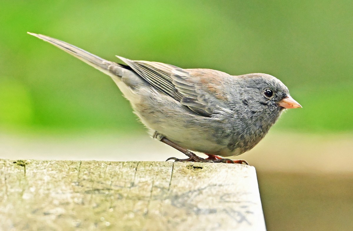 vinterjunko (cismontanus) - ML640478231