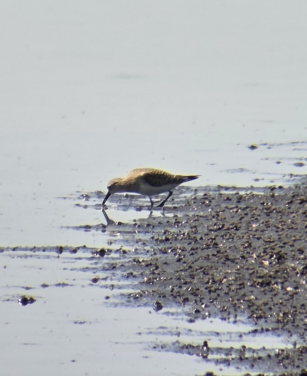 Baird's Sandpiper - ML640478232