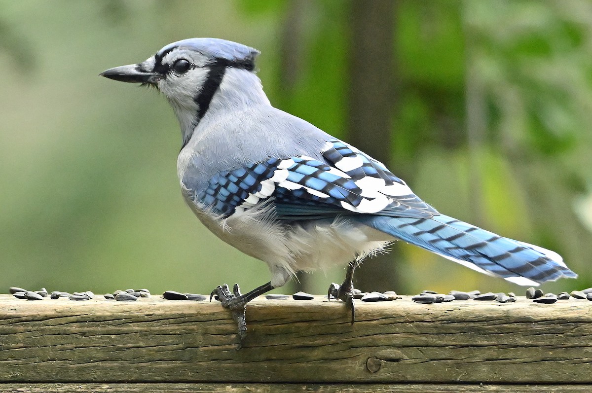 Blue Jay - ML640478250