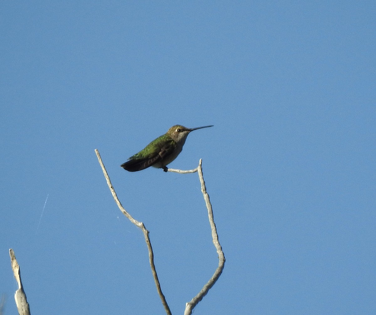 Colibri à gorge noire - ML640478253