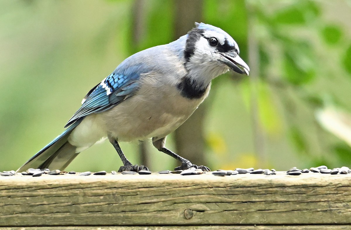 Blue Jay - ML640478255