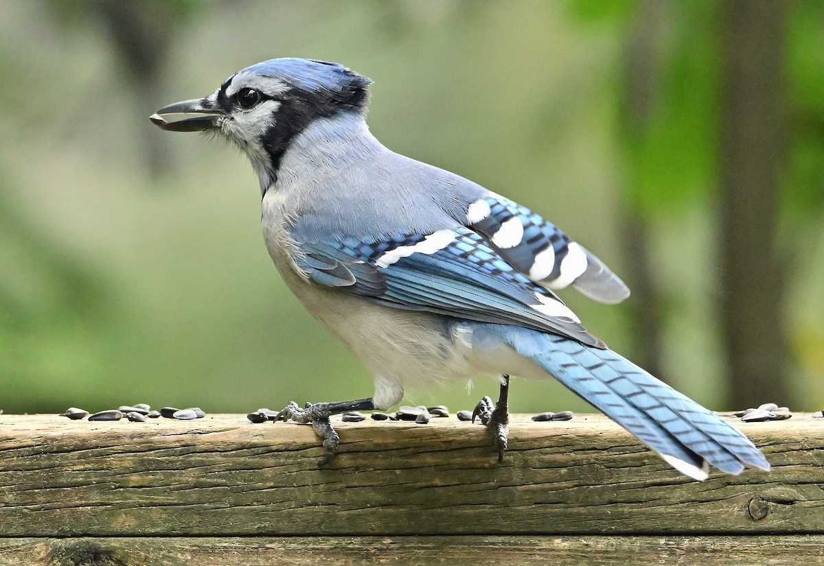 Blue Jay - ML640478262