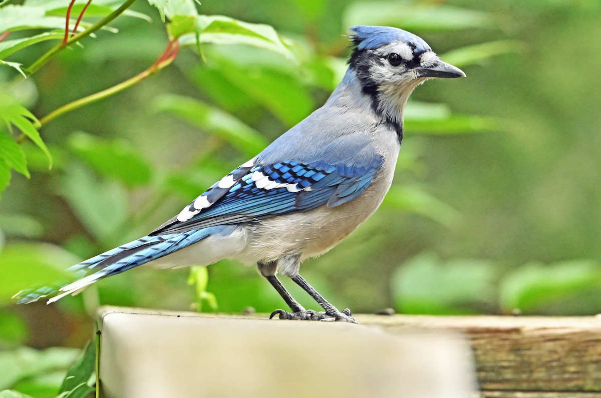 Blue Jay - ML640478265