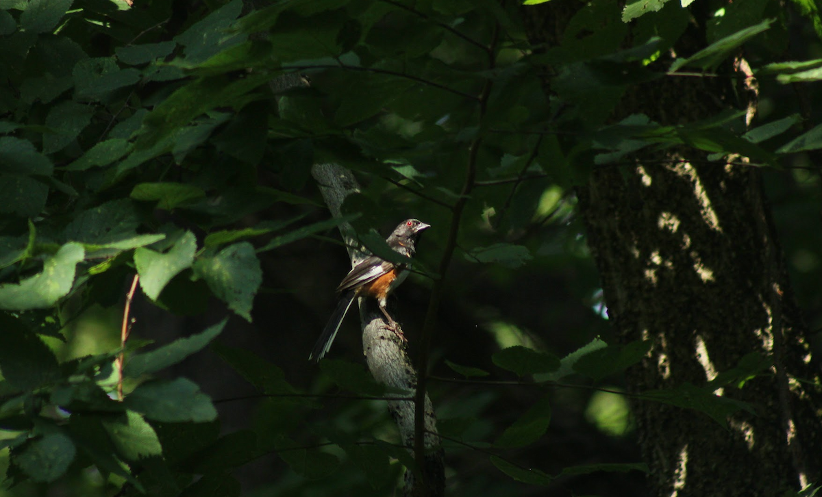 Eastern Towhee - ML640478266