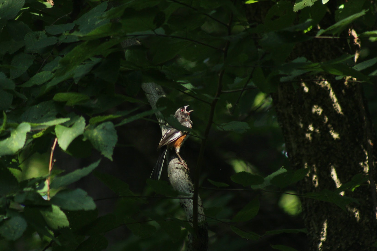 Eastern Towhee - ML640478267