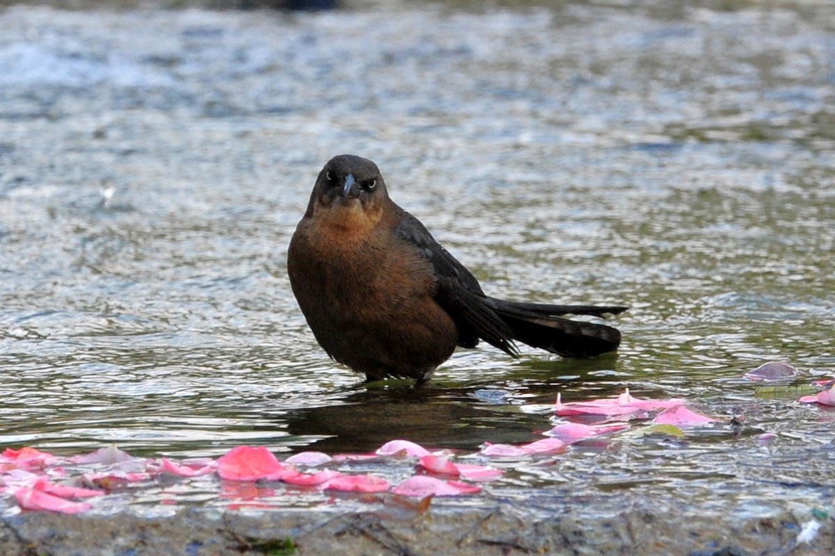 Great-tailed Grackle - ML640478271