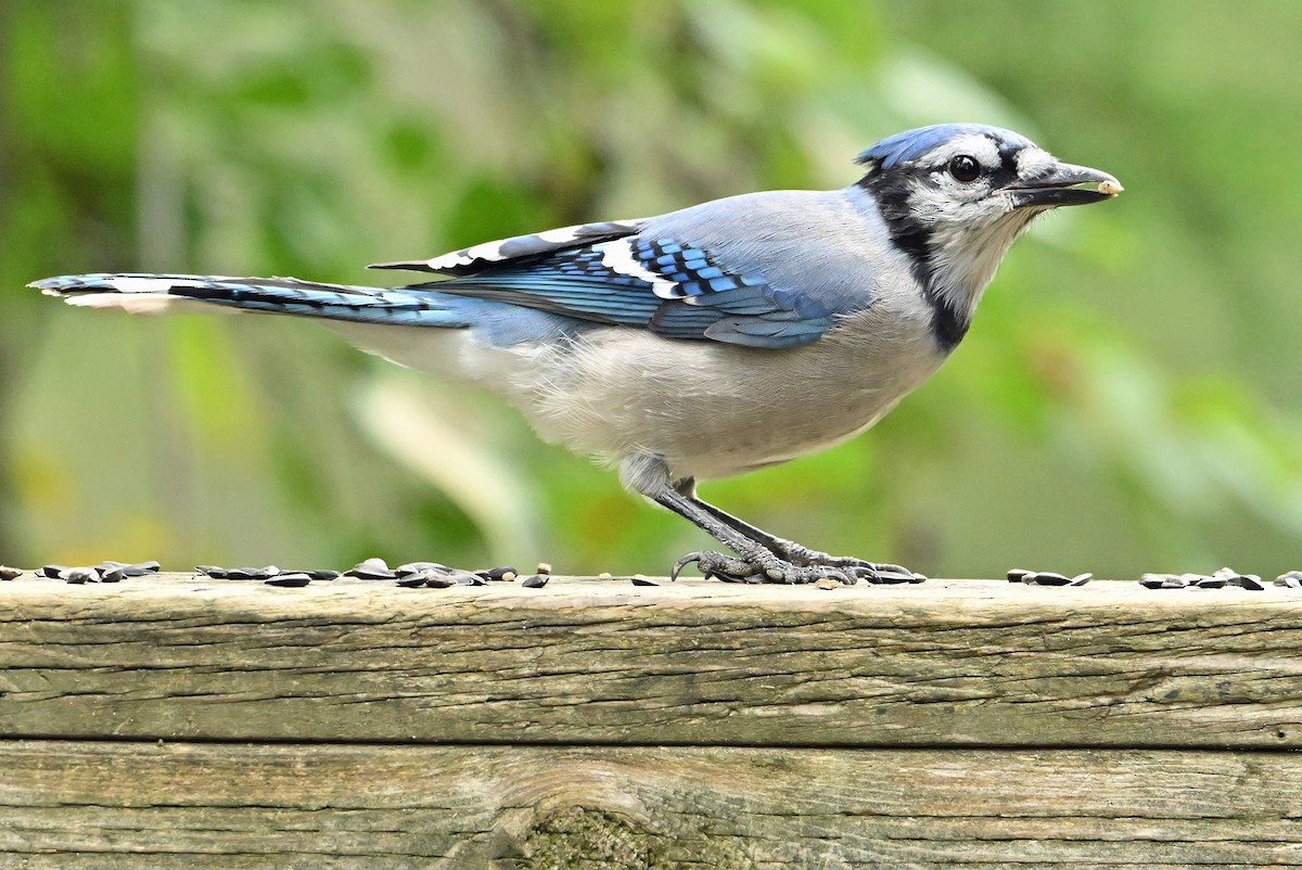 Blue Jay - ML640478273