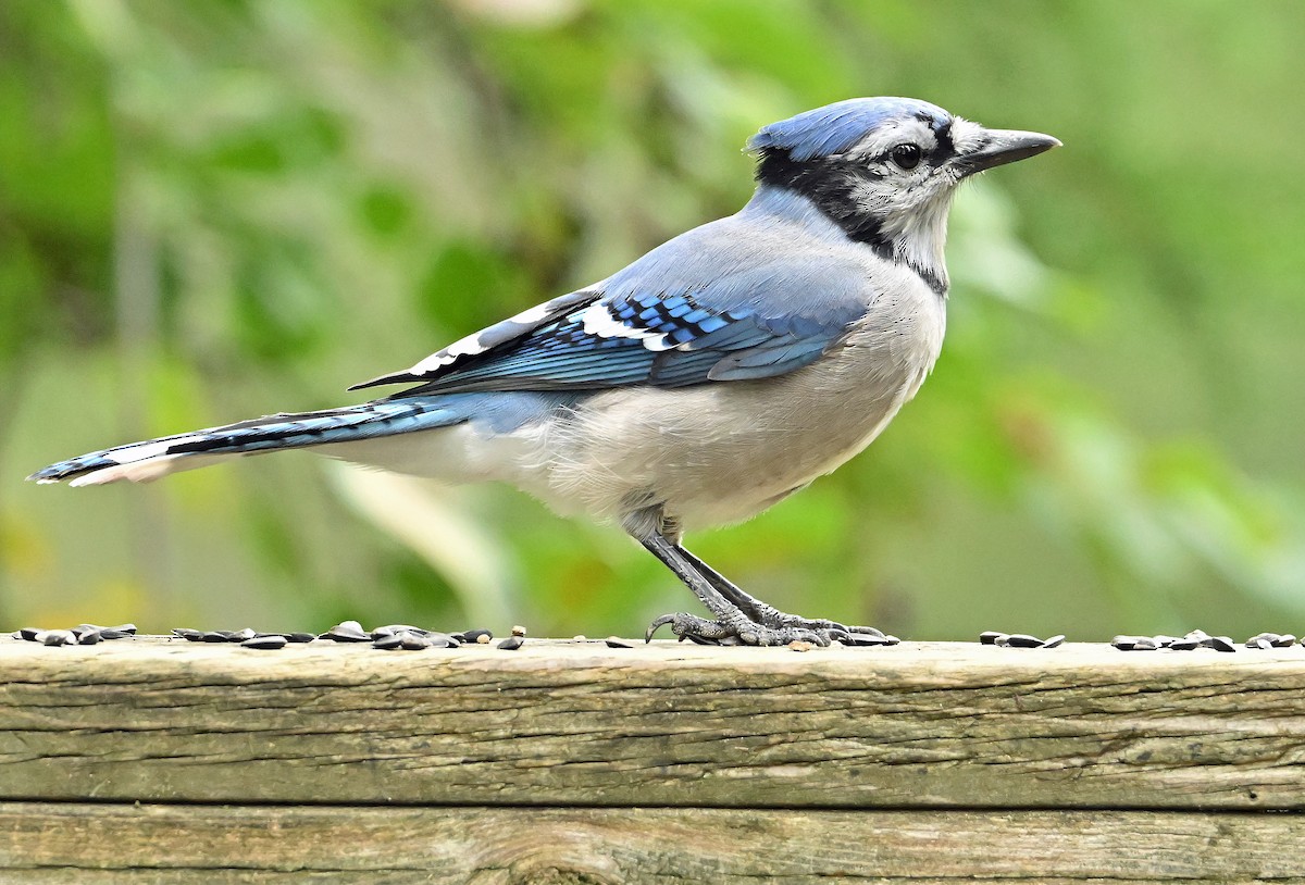 Blue Jay - ML640478284