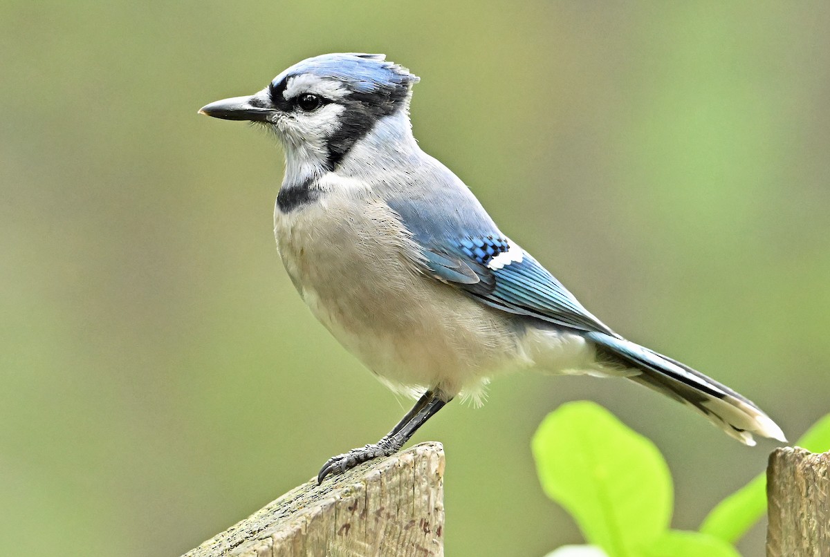 Blue Jay - ML640478288