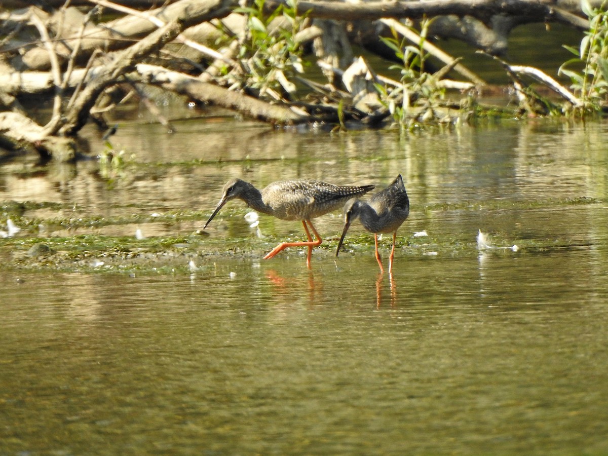 Хар хөгчүү - ML640478330