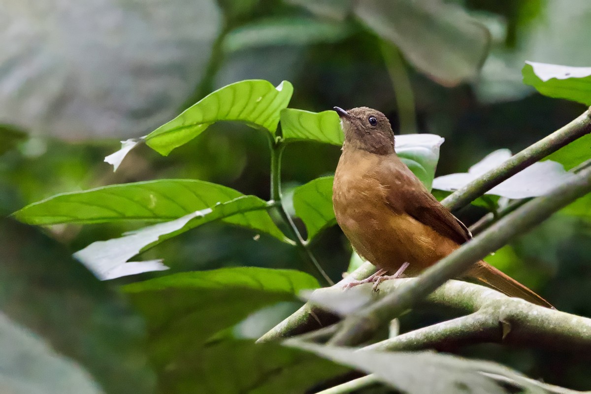 Rufous Flycatcher-Thrush - ML640478388
