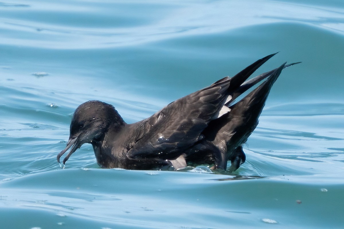 Short-tailed Shearwater - ML640478395