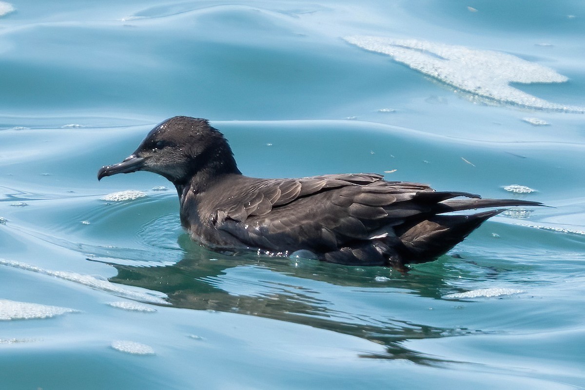 Short-tailed Shearwater - ML640478397