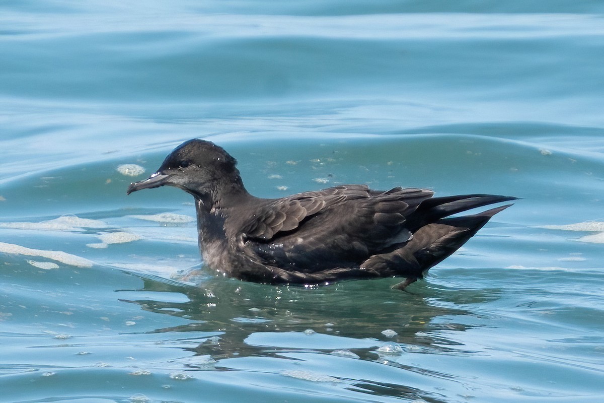 Short-tailed Shearwater - ML640478398