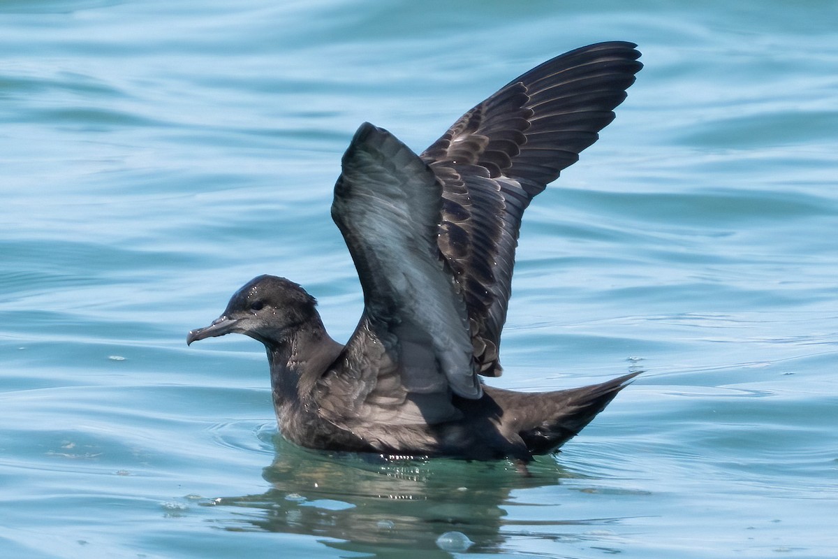Short-tailed Shearwater - ML640478399