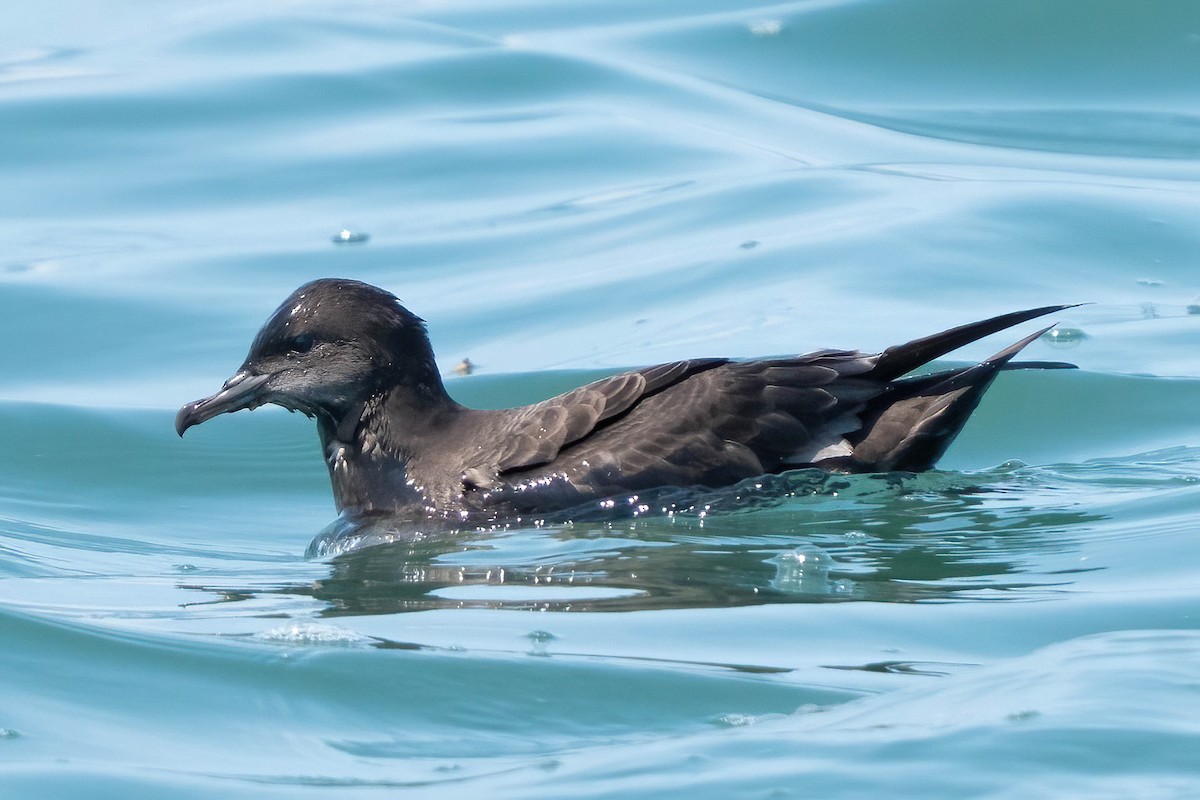 Short-tailed Shearwater - ML640478400